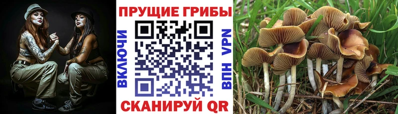 Псилоцибиновые грибы мухоморы  Никольское 